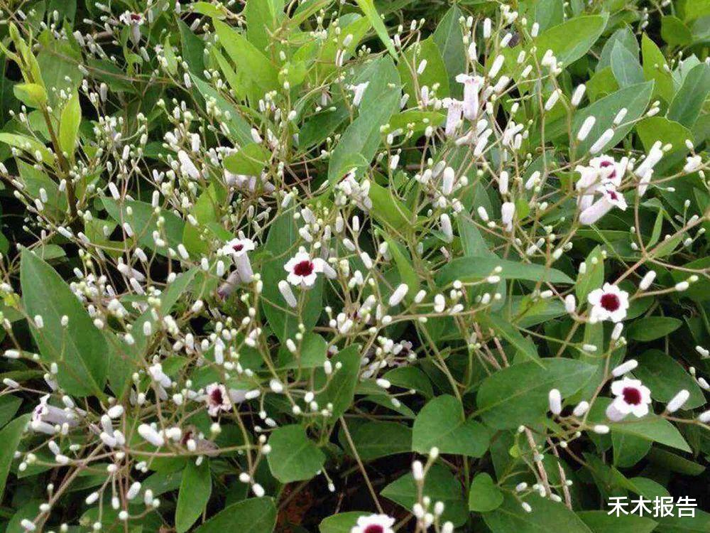 健脾|这草有鸡屎臭味，但价值却很高，可消食健脾，南方人常用来煲汤