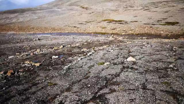 二氧化碳 将全球的沙漠都种满树，会发生什么？专家：后果恐难承受