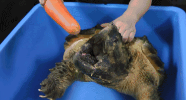 |会钓鱼的龟，钓鱼佬们要哭了