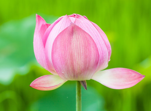 星临天下|7月底，鸿运当头，4属相身体棒，财运旺，日子幸福无忧