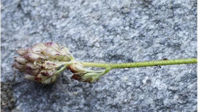 科学家 食肉植物生来就吃昆虫，但它们是如何避免“误食”授粉昆虫的？