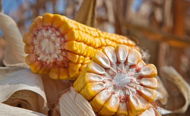 生猪价格 鸡蛋回到5块！猪价跌破18！玉米又降了！接下来，会出现大跌吗？