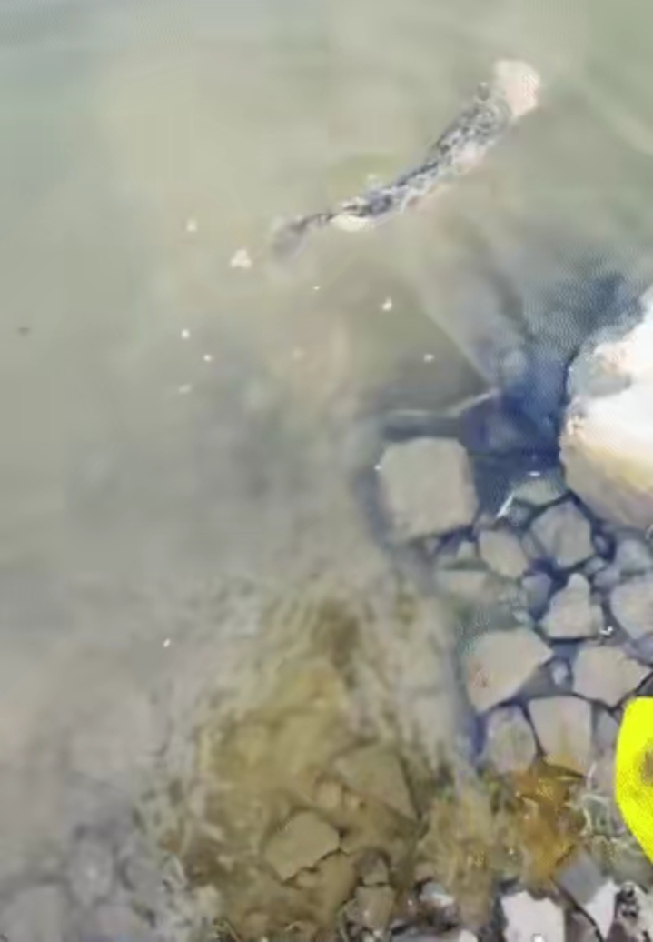 |近日，一黑鱼惨遭身首异处却能顽强活着走红网络