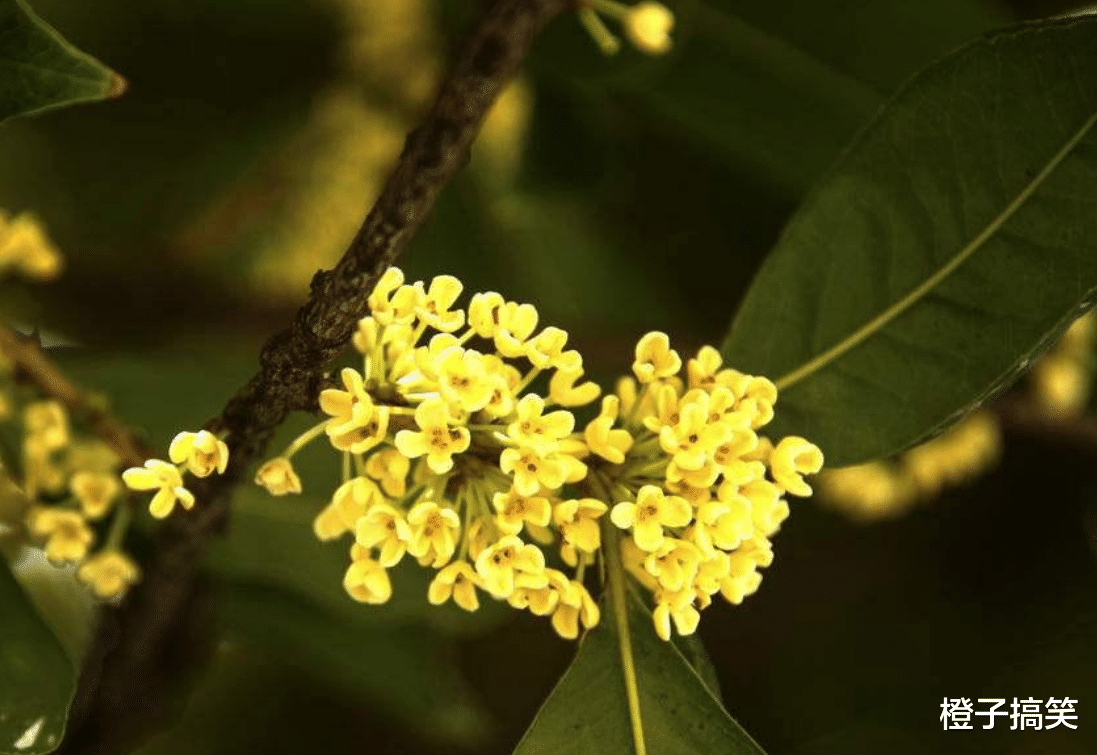 金牛座|3月开始横财连连，桃花上升，贵人登门，存款翻倍的星座！