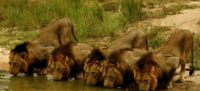 比人类压力还大的雄狮到底多悲惨？一生征战，打不动时死期就到了