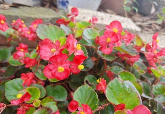 向阳园艺 秋冬季节，可以养这5种花，放在阳台上，秋冬季节都是花期
