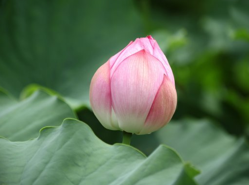 星临天下|步入9月中旬，4属相吉星庇佑，事业进步，升职加薪，日子红火