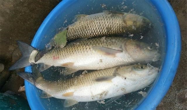 |这东西4元1斤，专攻野生大草鱼，爱钓鱼的你别错过