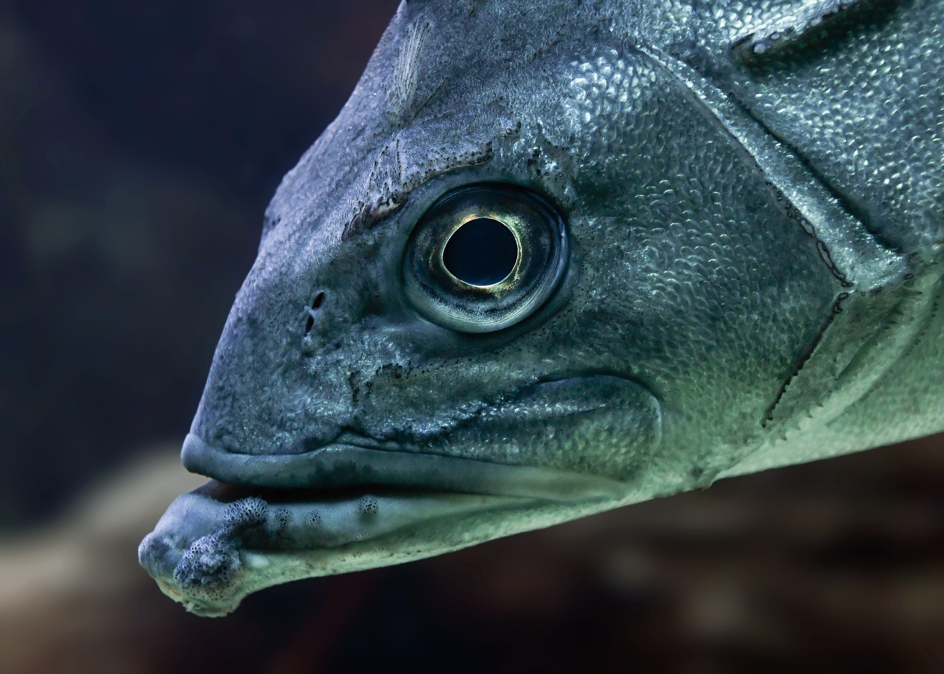 饵料|老钓友四季钓罗非鱼经验总结