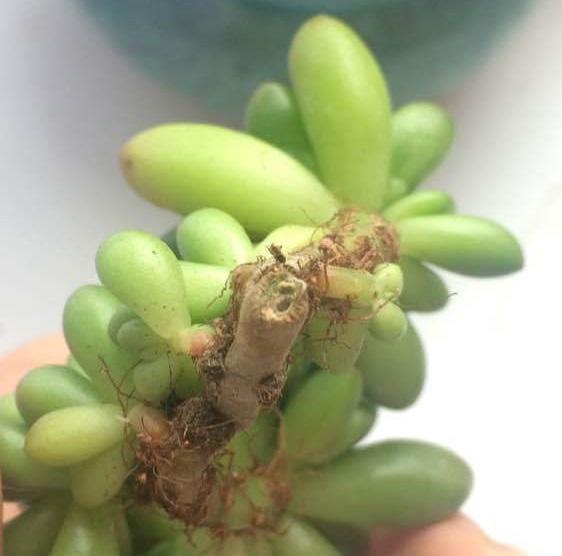 说说家装那点事儿|你想买多肉，谁都不能阻拦你，到最后，吃亏，上当的只能是你