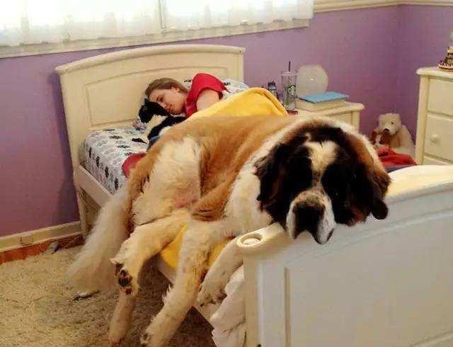 芷兰小时光|狗子的心理行为分析：狗子喜欢上床睡觉，处于什么样的心理