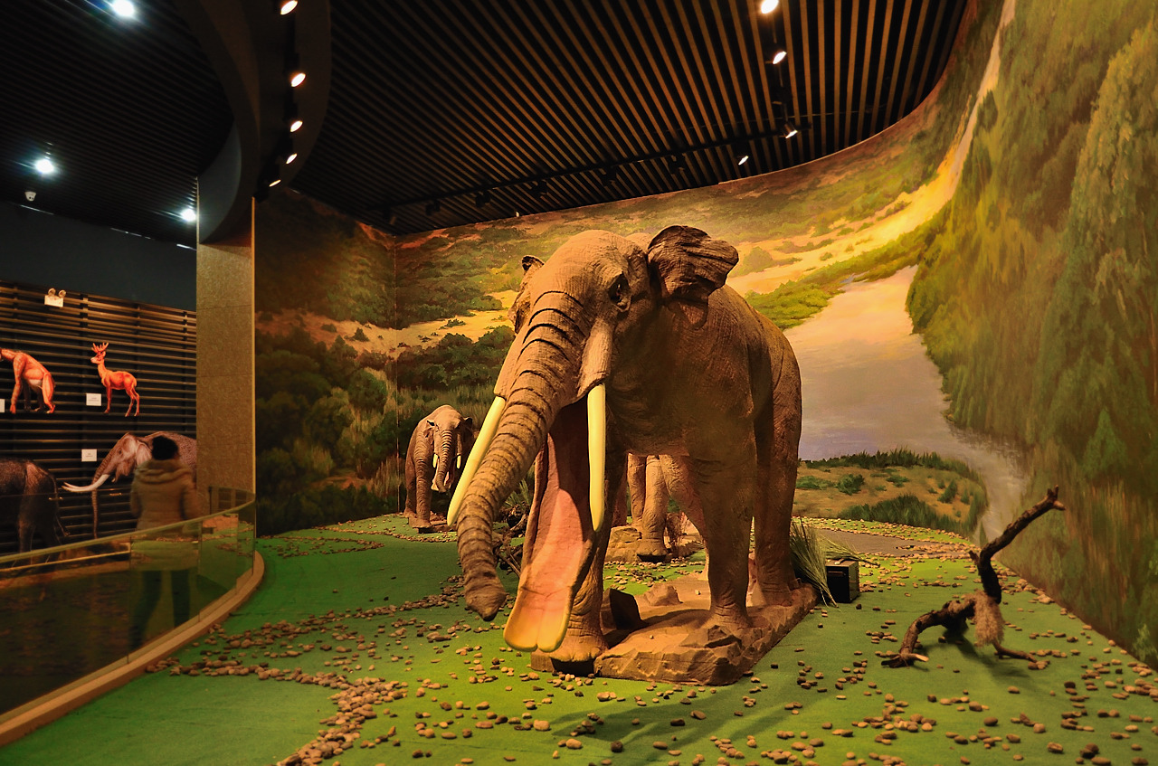 癌细胞 和政古动物化石博物馆:一部描绘自然生命的万卷书