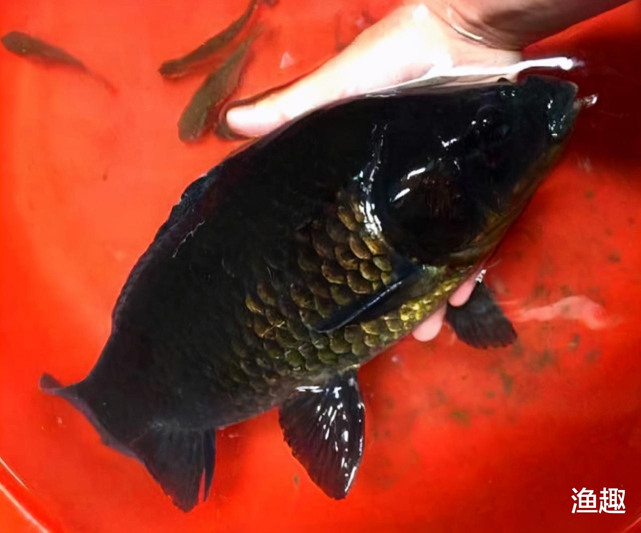 锦鲤|钓鱼20多年，第一次遇到，全身漆黑如墨的鲫鱼，这种鲫鱼能吃吗？