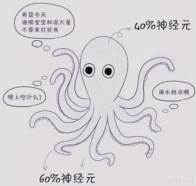 章鱼 科学家为什么觉得章鱼是外星生物？越来越多的证据证明，或许他们说的是真的