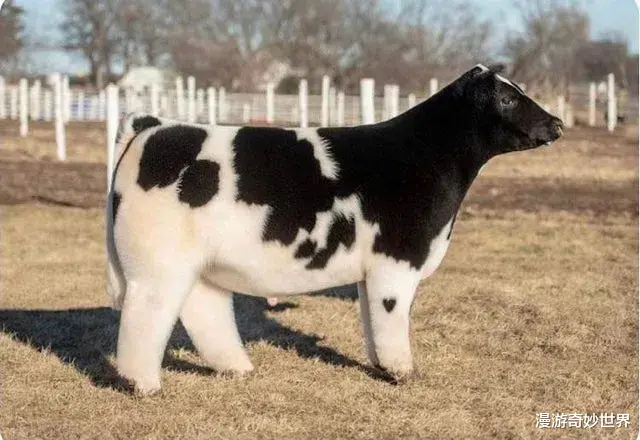  眼界大开！见所未见的30张照片，令你姿势大涨