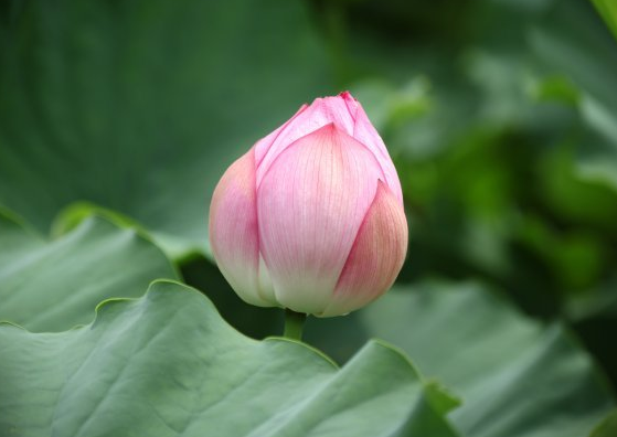 |到了7月份，喜鹊报喜，4属相贵人帮、钞票涨、桃花开，日子顺心