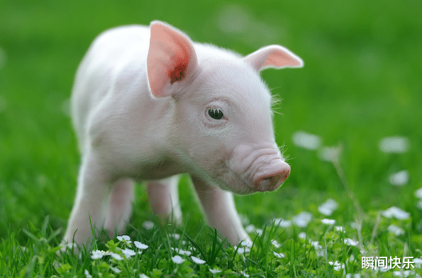 职业教育|恭喜“大金猪”！若出生在这四个季节里，下半年前程似锦，旗开得胜