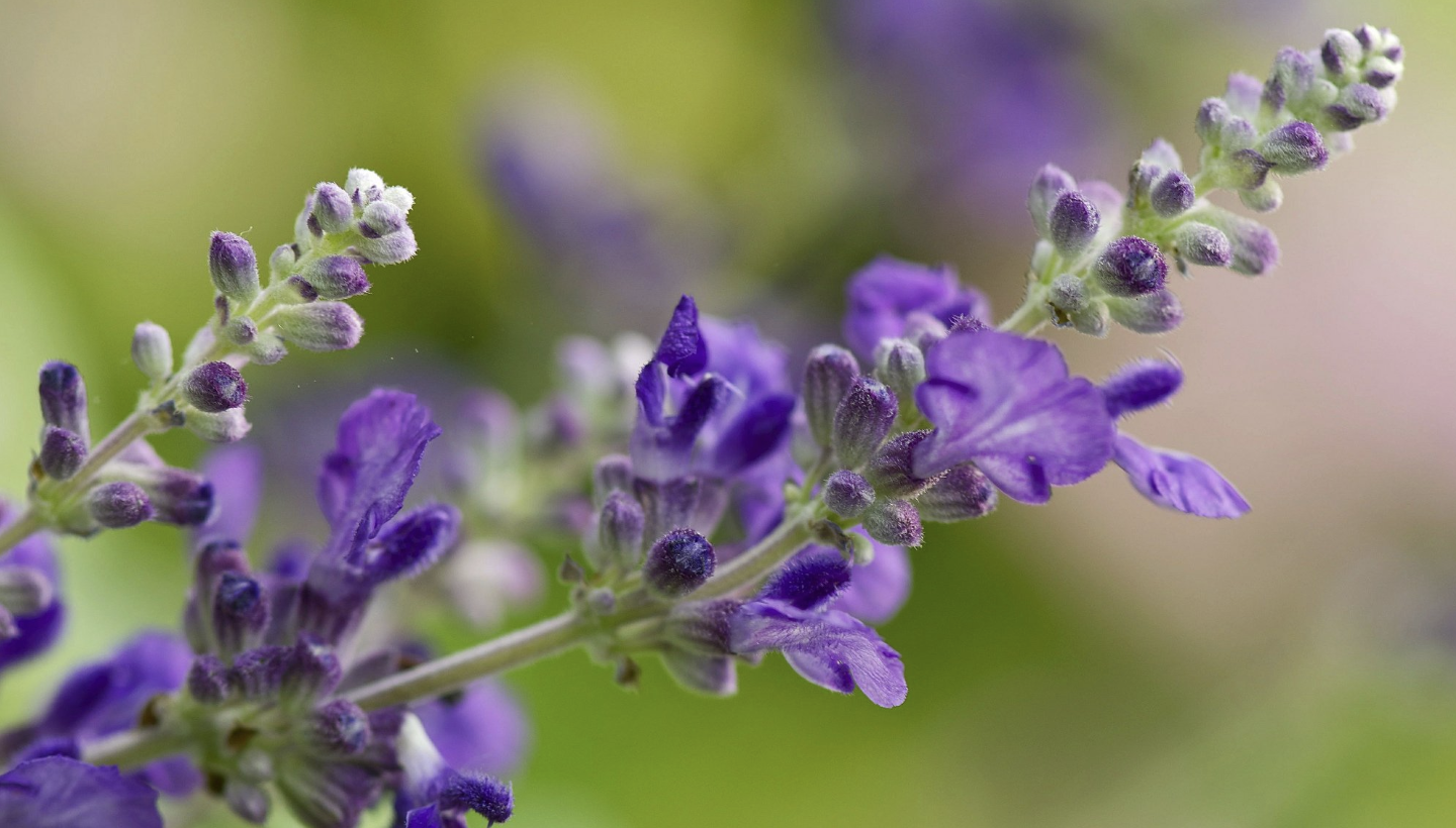 生肖夜梦 11月，眼神躲不掉，桃花找上门，3生肖脸红心跳，幸运牵手，一世相依