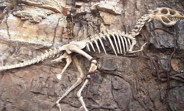 大象 如果大象现在灭绝了，几千年后考古专家复原出来的大象是啥样的？