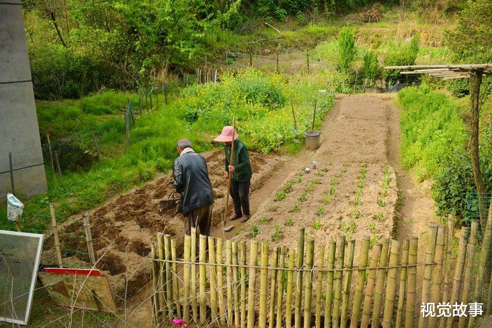 视觉故事 8旬夫妻住“四合院”40年，种一块地需3天，看儿子为啥不高兴