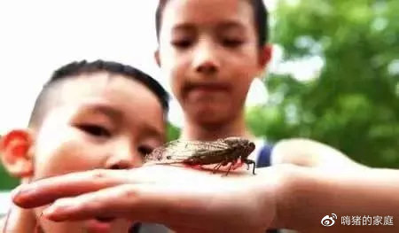 嗨猪的家庭|看完这组30年前的暑假偷拍照,我悄悄换掉了儿子的假期计划表