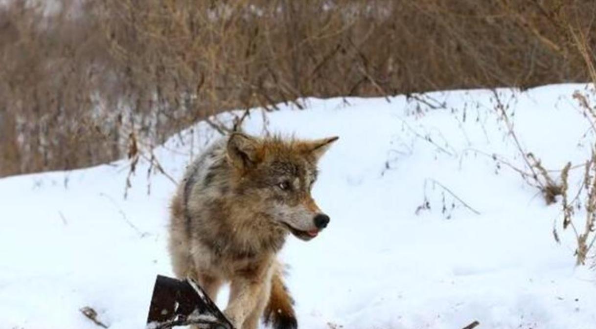 核糖核酸 一只“变异狼”，从切尔诺贝利地区逃跑，它会给人类带来什么影响