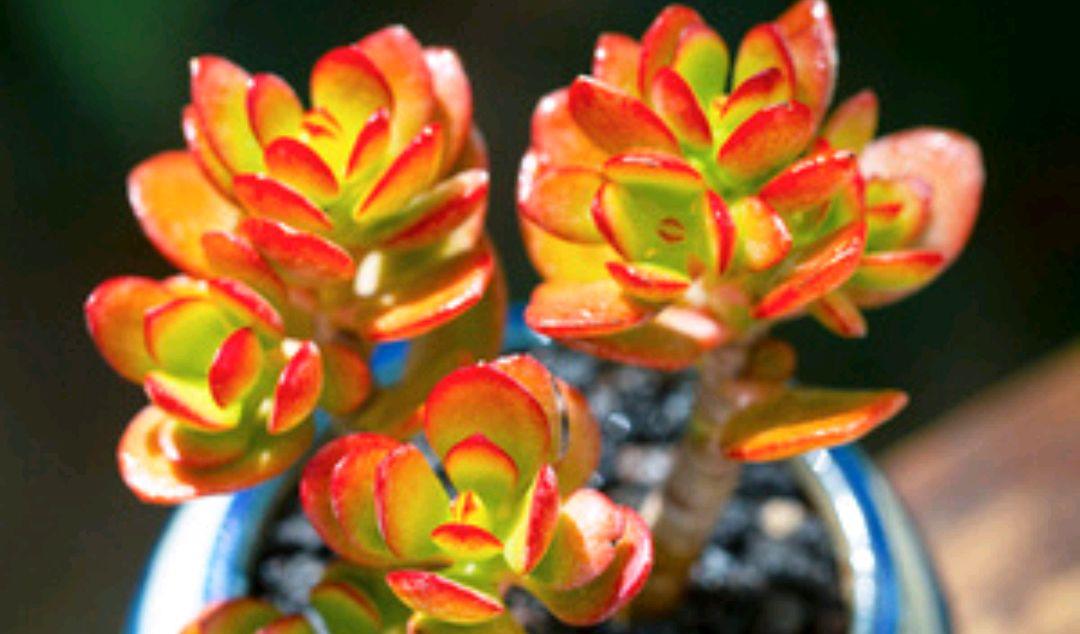 园艺印象|姬红花月叶色红艳又喜庆，比传统玉树观赏性更胜一筹