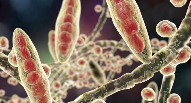 微生物 病毒与人类进化：病毒把人类搞死了，自己也死了，目的何在？