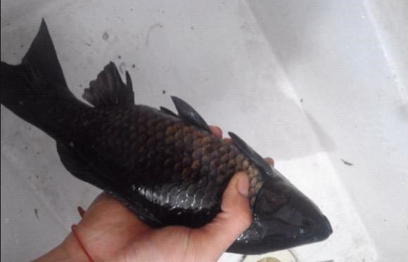 宓孤林|新物种？广州钓友水钓起许多“黑鲫鱼”，钓友：怕吃出问题