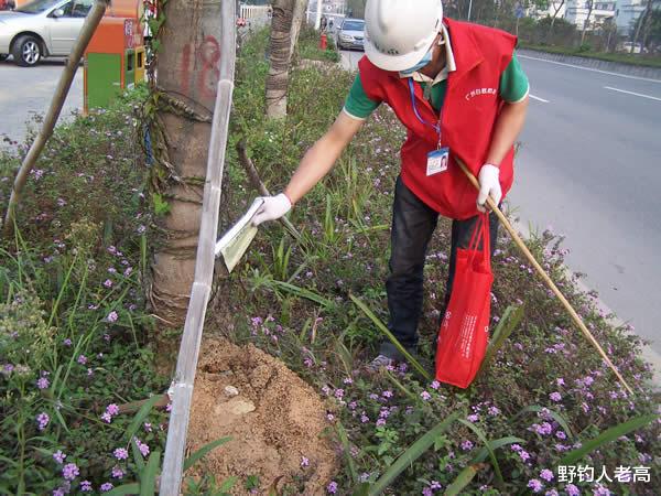 野钓人老高 红火蚁的“肆虐”：一窝20万，已入侵12个省，调转势头北上？
