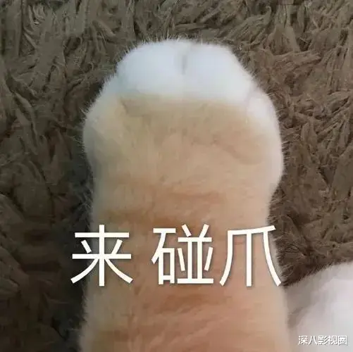 施伯雄|她是豪门狙击手还是被黑的“捞女”？悄悄攒起的上流闺蜜圈，不明觉厉