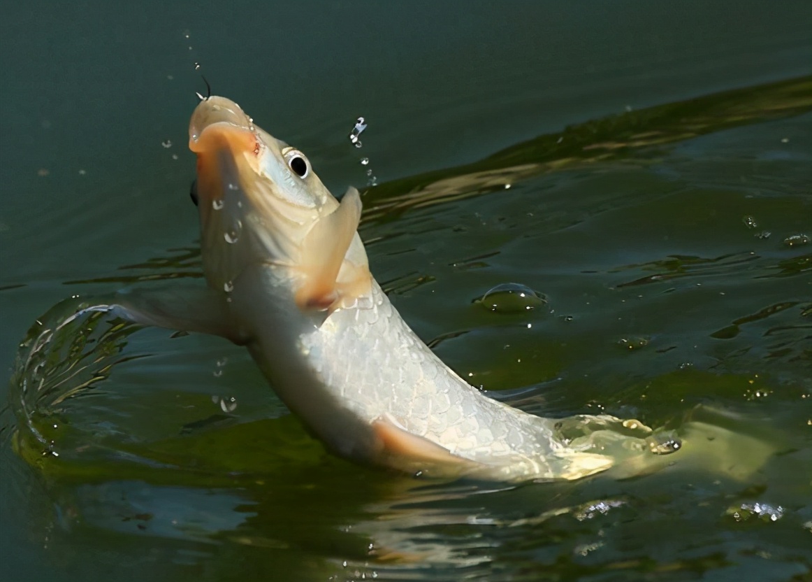 |找底，新手钓鱼永远的痛! 如何精确找底? 知道这些就够——盛世三渔