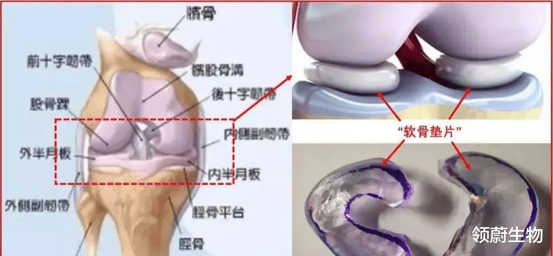  半月板损伤有救了，中国首个胚胎多能干细胞注射液药物有望走入寻常百姓家