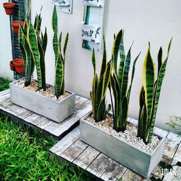 造居|盘点家居界12大网红绿植,颜值高又好养很贴心