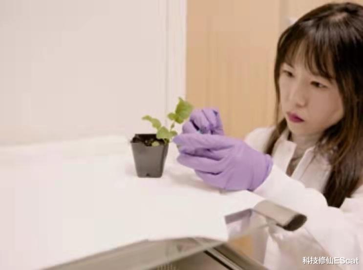 电费省了?植物“台灯”问世!沐浴光芒几秒钟,夜里能发光几分钟