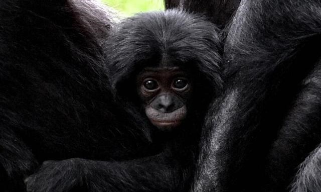  猩猩能与人结合繁衍后代吗？科学家主导实验，是何结果？