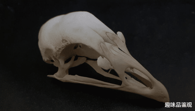 福特翼虎 恐龙进化成蜥蜴人，在地底建立了文明？人类或是外星人后代（下）