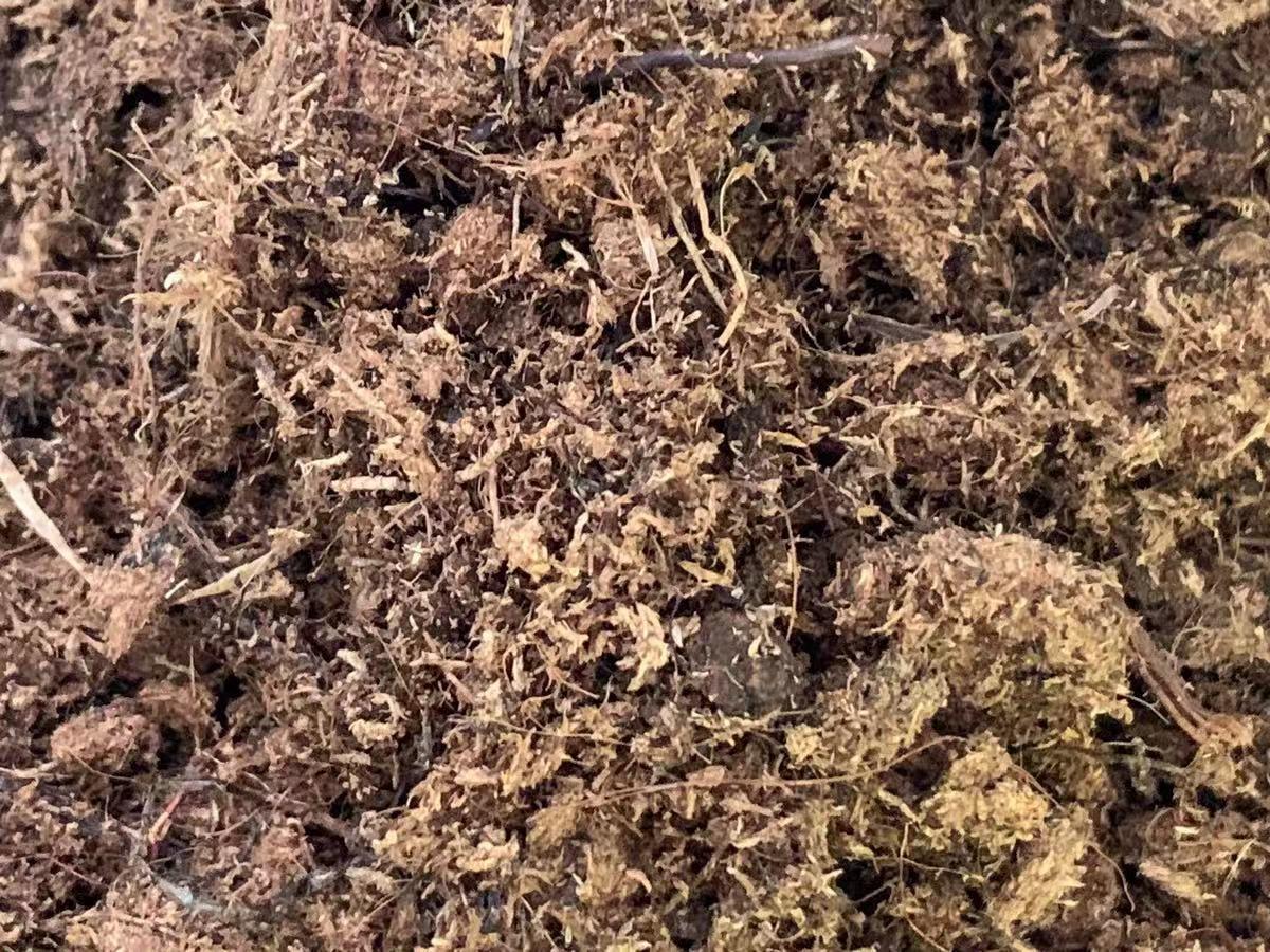 向阳园艺 多肉配土，搞清楚颗粒土，泥炭土，不懂不要乱配，吃大亏的