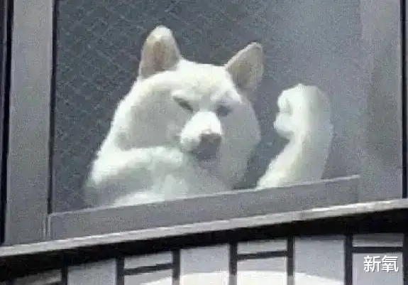 翁帆|等一下！周冬雨被张艺谋选中之前眼睛这么大的吗？