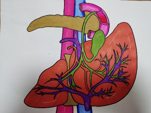 肝脏|警惕:在上厕所时,若是出现这3种异常,或许是肝脏在求救