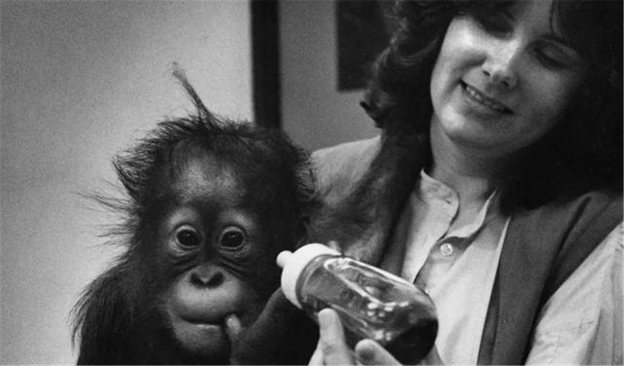 黑猩猩 把黑猩猩和小孩放在一起养，猩猩把自己当成人类，后来怎么样了？