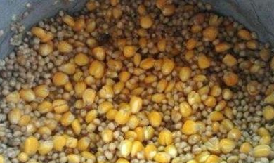 饵料|这么泡麦粒，一粒麦子一条鱼，还个个都是大板鲫