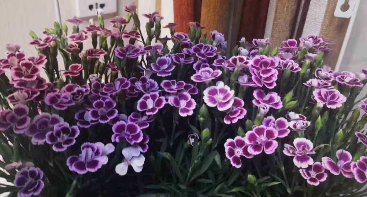 6种植物自带香气，家里种上一盆，简直就是“活香水”