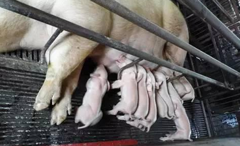 生猪价格 2021.5.14猪价：市场风流不可控，重新起步！！！