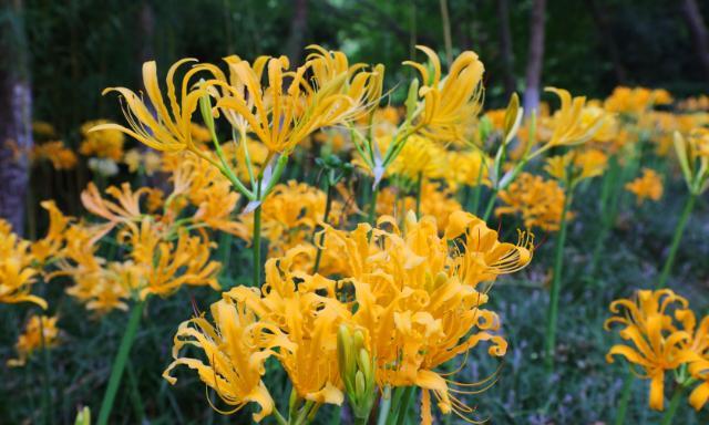  忽地笑是一种什么样的植物？