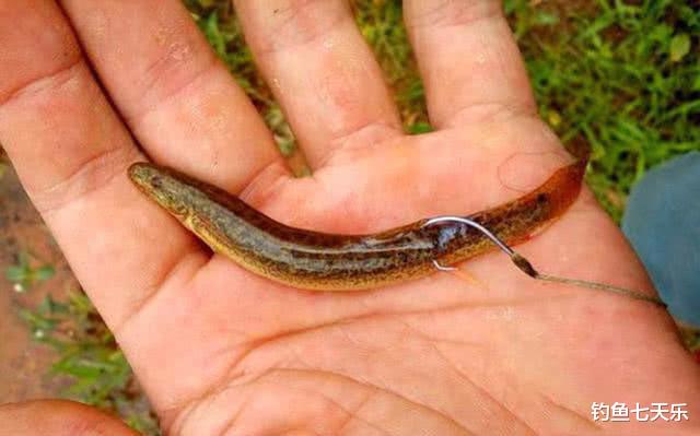 |钓了20斤鱼,却被罚1.2万!重庆两男子为“假垂钓”付出代价