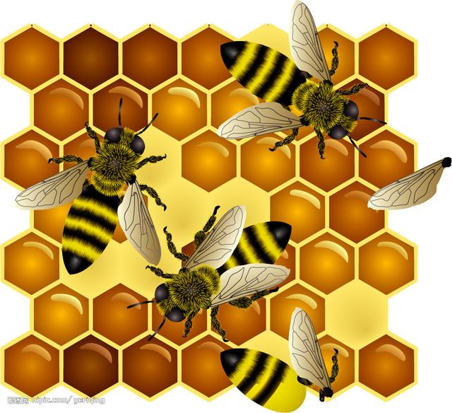 蜜蜂 科学家们的预测:致命的“组合拳”将会让蜜蜂在未来的某一天灭绝