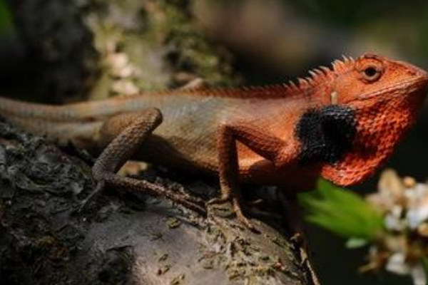 毒蛇 民间传闻最广的鸡冠蛇，是否真的存在？你见过它真正的模样吗？