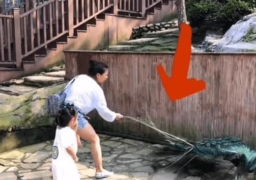 何沐青谈|女子为哄女儿开心，竟对孔雀拔毛、饲养员：奔跑中撞坏了门牙