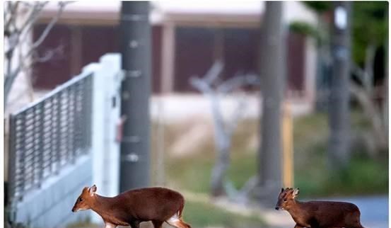 梓琪育儿说|“灵兽”大军压境！日本首都被它们包围，灵兽到底是什么动物？